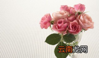 玫瑰花怎么养活 送的玫瑰花怎么养活