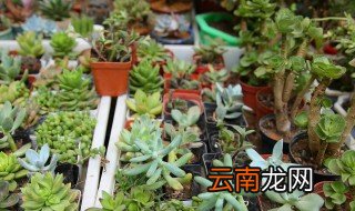 多肉吊兰怎么养 多肉植物吊兰怎么养