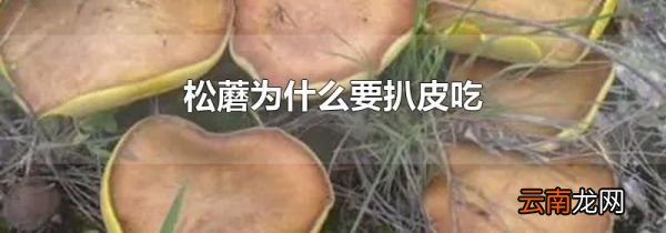 松蘑为什么要扒皮吃