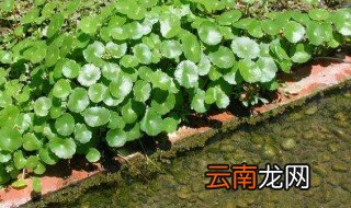 水浮莲怎么养 水浮莲怎么养殖