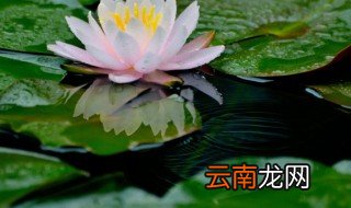 水养莲花怎么养 如何养水莲花