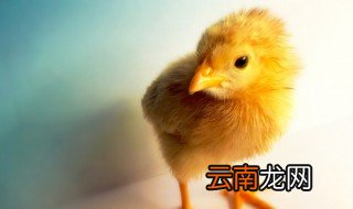什么样的鸡蛋能孵出小鸡 孵小鸡的注意事项
