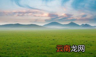 草英语怎么读 草英语是什么