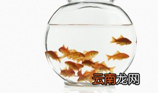 家里的鱼缸养几条鱼好 家里的鱼缸养几条鱼好鱼缸的摆放位置