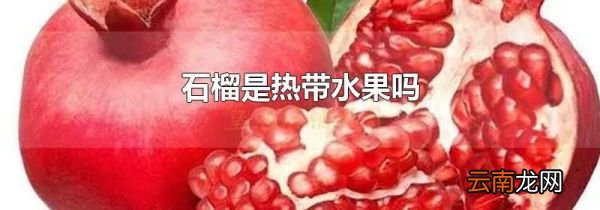 石榴是热带水果吗