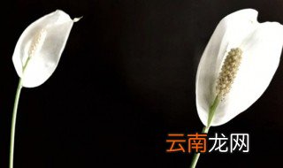 花一帆风顺怎么养，一帆风顺这个花咋养呢