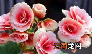 十种不吉利的花是什么 十种不吉利的花是啥