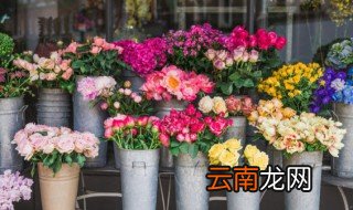 死不了花怎么养 死不了花好养吗