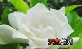 夏天怎么养茉莉花 怎么养茉莉花