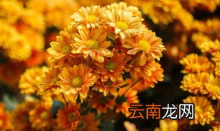 菊花怎么养殖 菊花养殖