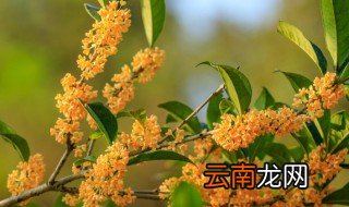 四季桂花怎么养 北方四季桂花怎么养