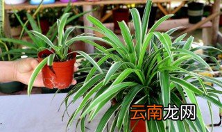 兰花叶子掉了还能活吗 掉兰花怎么养