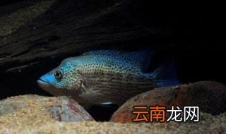 鲷科鱼饲养 鲷科鱼怎么养