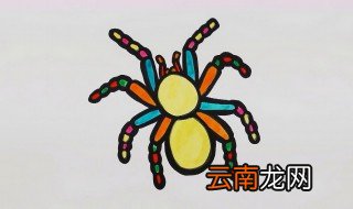 怎么养蜘蛛的视频 怎么养蜘蛛