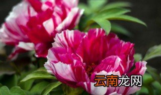 牡丹花 比喻 牡丹花像什么比喻句