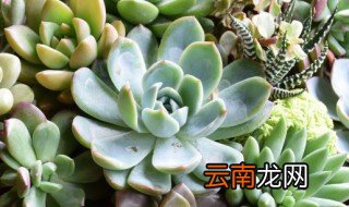 花月夜怎么养爆盆 花月夜怎么养
