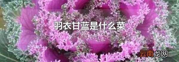 羽衣甘蓝是什么菜