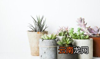 胧月多肉怎么养 胧月多肉怎么养护