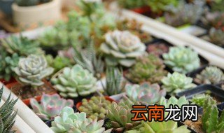 多肉景天科怎么养 景天科多肉施什么肥
