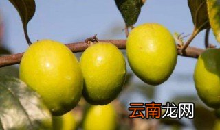 怎么保存刚从树上采摘的青枣 从树上采摘的青枣如何保存