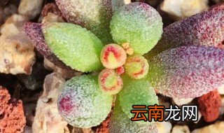 多肉泡水怎么泡 多肉水泡怎么养