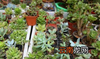 多肉怎么养根 多肉怎么养根才长得快