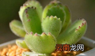 熊掌多肉怎么养 熊掌多肉怎么养殖