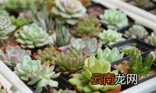 多肉巧克力怎么养，巧克力多肉的养殖方法和注意事项
