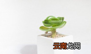 多肉怎么养出状态 罗琦多肉怎么养出状态