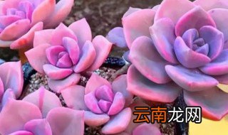 多肉玫瑰怎么养 多肉玫瑰怎么养殖