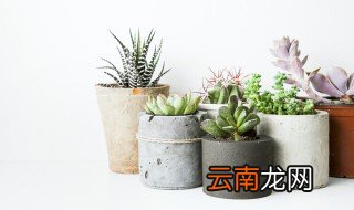 吉娃娃多肉怎么养胖 吉娃娃多肉怎么养