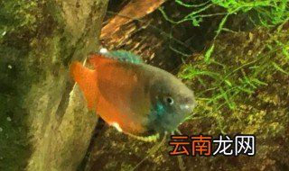 丽丽鱼怎么养 五彩丽丽鱼怎么养