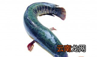 怎么养黑鱼，怎么养黑鱼苗