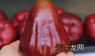 莲雾如何挑选 莲雾挑选方法