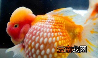 珍珠金鱼怎么养能长的大长的快 珍珠金鱼怎么养