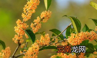 桂花茶如何保存 桂花茶保存方法