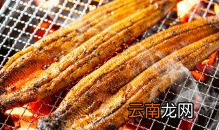 鳗鱼怎么养殖 鳗鱼怎么养