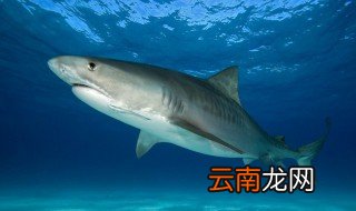 小鲨鱼怎么养，小鲨鱼怎么养在家里