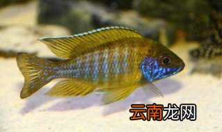 鲷鱼怎么养殖 鲷鱼怎么养