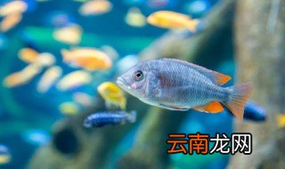 金鱼怎么养不会死 什么方法养金鱼不会死