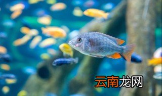大眼睛金鱼怎么养 大眼金鱼怎么养