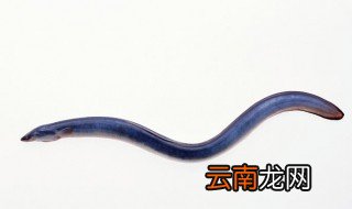 鳝鱼养在家里怎样才养得久 鳝鱼怎么养