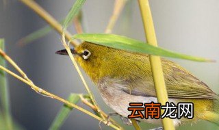 自来鸟有什么寓意 自来鸟有哪些象征