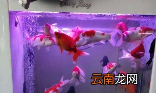 鱼缸怎么养锦鲤，鱼缸怎么养锦鲤的方法