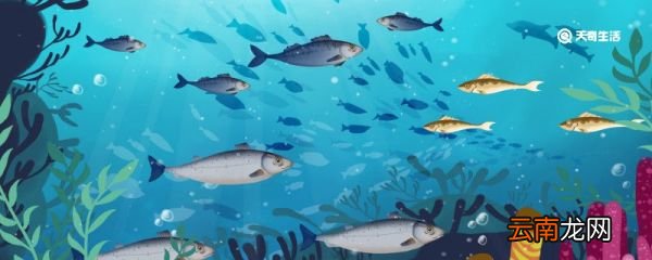 东星斑是淡水还是海鱼 东星斑是淡水鱼吗