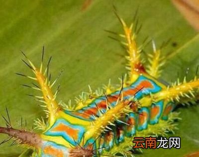 枣树上的虫子蜇人叫什么？