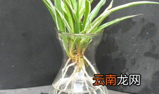 水培吊兰怎么养才能更旺盛 水培吊兰怎么养