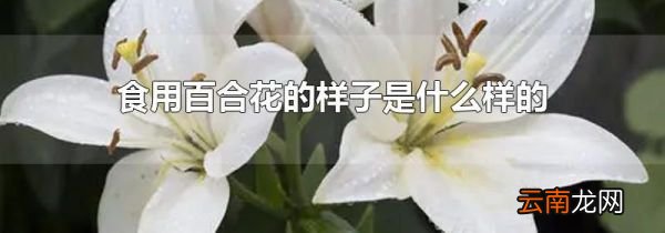 食用百合花的样子是什么样的