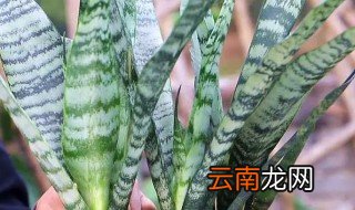 虎皮兰怎么养殖方法 虎皮兰怎么养殖