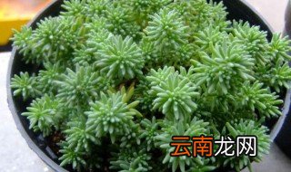 薄雪万年草怎么养 薄雪万年草怎么养成老桩